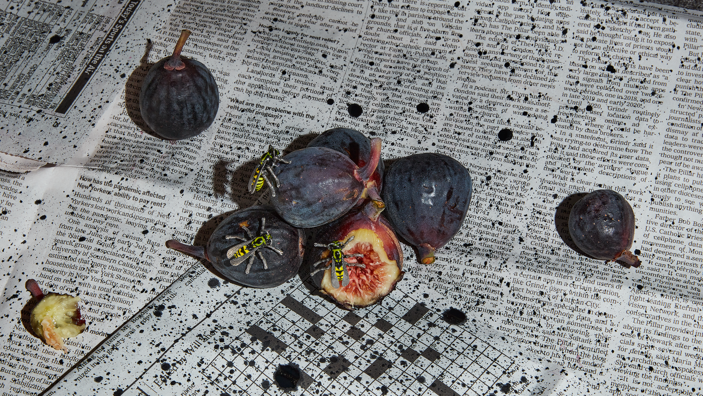 Wasp lapel pins crafted in silver and depicted on rotten figs